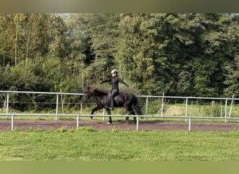 Caballos islandeses, Caballo castrado, 10 años, 147 cm, Negro