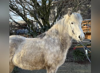 Caballos islandeses, Caballo castrado, 10 años, 147 cm, Tordo