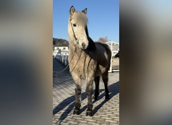 Caballos islandeses, Caballo castrado, 10 años, 147 cm, Tordo