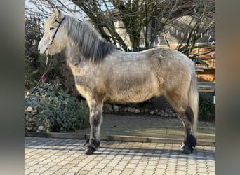 Caballos islandeses, Caballo castrado, 10 años, 147 cm, Tordo