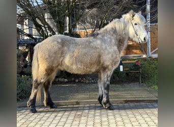 Caballos islandeses, Caballo castrado, 10 años, 147 cm, Tordo