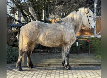 Caballos islandeses, Caballo castrado, 10 años, 147 cm, Tordo