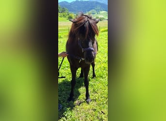 Caballos islandeses, Caballo castrado, 10 años, 148 cm, Negro
