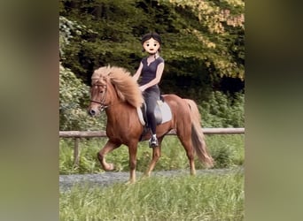 Caballos islandeses, Caballo castrado, 10 años, 150 cm, Alazán