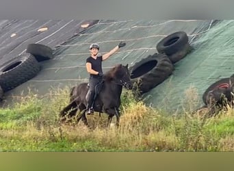 Caballos islandeses, Caballo castrado, 11 años, 137 cm, Negro