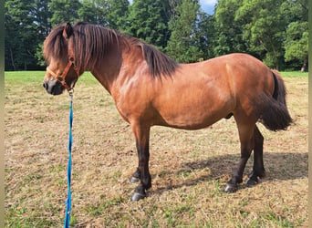 Caballos islandeses, Caballo castrado, 11 años, 138 cm, Castaño