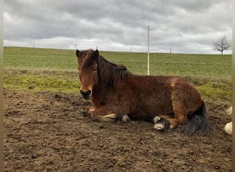 Caballos islandeses, Caballo castrado, 11 años, 139 cm, Castaño