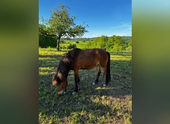 Caballos islandeses, Caballo castrado, 11 años, 139 cm, Castaño