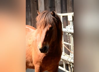 Caballos islandeses, Caballo castrado, 11 años, 139 cm, Castaño