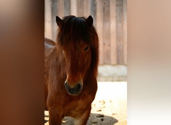 Caballos islandeses, Caballo castrado, 11 años, 139 cm, Castaño