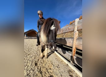 Caballos islandeses, Caballo castrado, 11 años, 140 cm, Pío