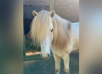 Caballos islandeses, Caballo castrado, 11 años, 140 cm, Tordo