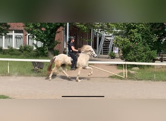 Caballos islandeses, Caballo castrado, 11 años, 140 cm, Tordo