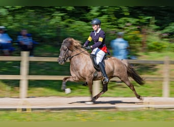 Caballos islandeses, Caballo castrado, 11 años, 141 cm, Bayo