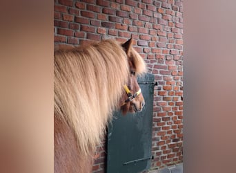 Caballos islandeses, Caballo castrado, 11 años, 143 cm, Alazán-tostado