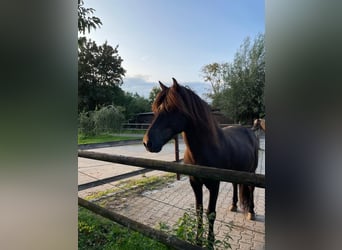 Caballos islandeses, Caballo castrado, 11 años, 144 cm, Negro