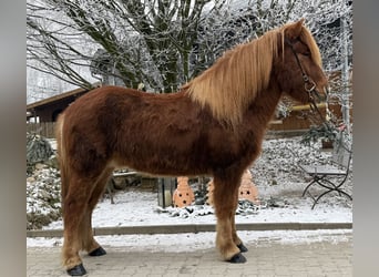 Caballos islandeses, Caballo castrado, 11 años, 145 cm, Alazán