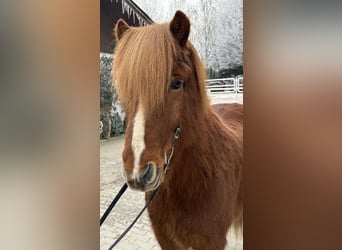 Caballos islandeses, Caballo castrado, 11 años, 145 cm, Alazán