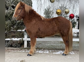 Caballos islandeses, Caballo castrado, 11 años, 145 cm, Alazán