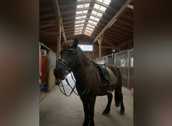 Caballos islandeses, Caballo castrado, 11 años, 145 cm, Castaño