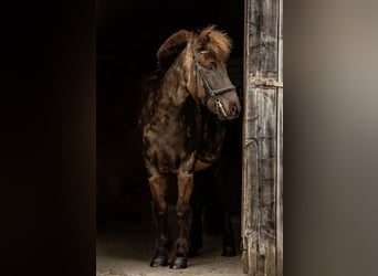 Caballos islandeses, Caballo castrado, 11 años, 145 cm, Castaño