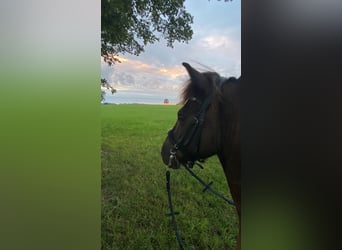 Caballos islandeses, Caballo castrado, 11 años, 145 cm, Castaño