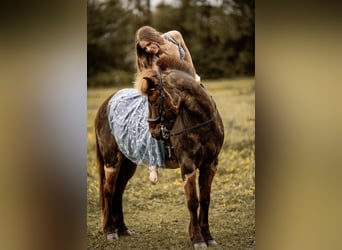 Caballos islandeses, Caballo castrado, 11 años, 145 cm, Castaño