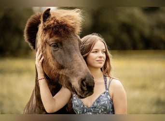 Caballos islandeses, Caballo castrado, 11 años, 145 cm, Castaño