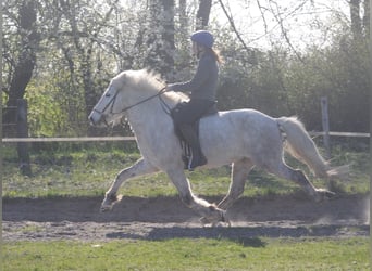 Caballos islandeses, Caballo castrado, 11 años, 145 cm, Tordo