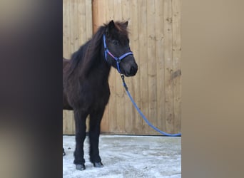 Caballos islandeses, Caballo castrado, 11 años, Negro