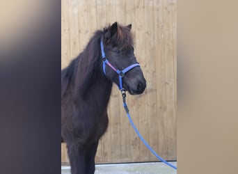 Caballos islandeses, Caballo castrado, 11 años, Negro