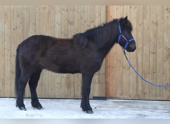 Caballos islandeses, Caballo castrado, 11 años, Negro