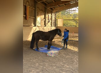 Caballos islandeses, Caballo castrado, 12 años, 135 cm, Castaño