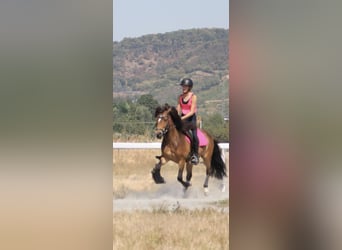 Caballos islandeses, Caballo castrado, 12 años, 135 cm, Castaño