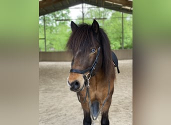 Caballos islandeses, Caballo castrado, 12 años, 135 cm, Castaño
