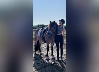 Caballos islandeses, Caballo castrado, 12 años, 135 cm, Castaño