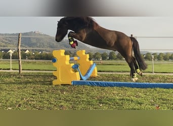 Caballos islandeses, Caballo castrado, 12 años, 135 cm, Castaño