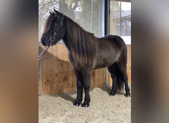 Caballos islandeses, Caballo castrado, 12 años, 137 cm