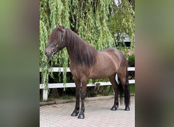 Caballos islandeses, Caballo castrado, 12 años, 137 cm