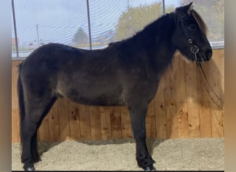 Caballos islandeses, Caballo castrado, 12 años, 137 cm, Negro