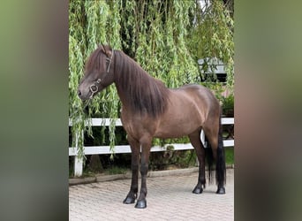 Caballos islandeses, Caballo castrado, 12 años, 137 cm, Negro