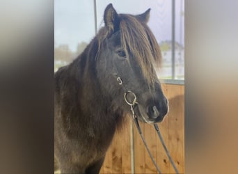 Caballos islandeses, Caballo castrado, 12 años, 137 cm, Negro