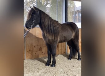 Caballos islandeses, Caballo castrado, 12 años, 137 cm, Negro