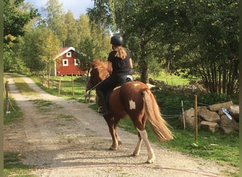 Caballos islandeses, Caballo castrado, 12 años, 138 cm, Alazán rojizo