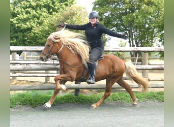 Caballos islandeses, Caballo castrado, 12 años, 140 cm, Alazán