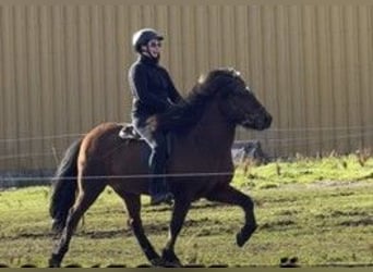 Caballos islandeses, Caballo castrado, 12 años, 140 cm, Castaño