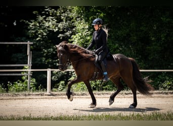 Caballos islandeses, Caballo castrado, 12 años, 140 cm, Negro