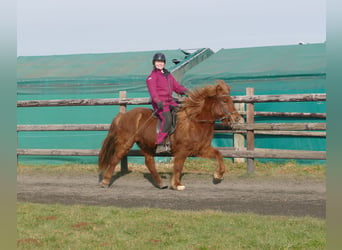 Caballos islandeses, Caballo castrado, 12 años, 141 cm, Alazán