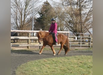 Caballos islandeses, Caballo castrado, 12 años, 141 cm, Alazán