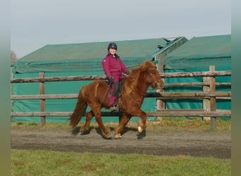 Caballos islandeses, Caballo castrado, 12 años, 141 cm, Alazán